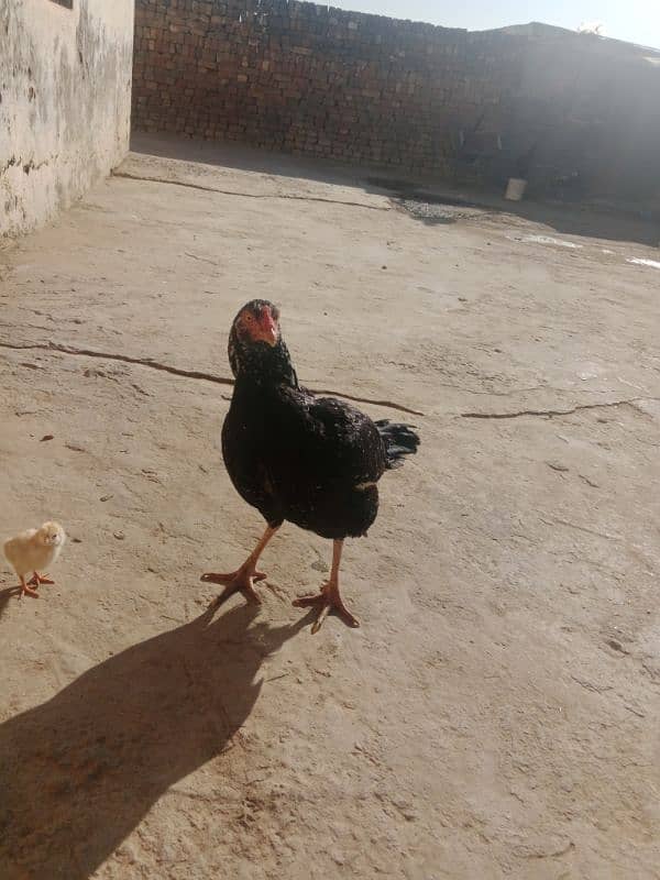 Aseel pair with chicks for sale 6