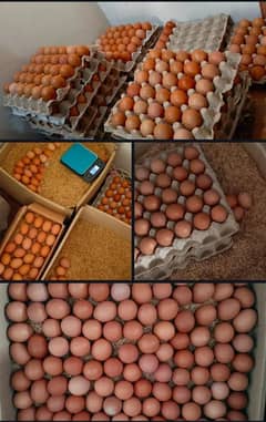 Desi Eggs / Organic Un-Fertile Eggs / دیسی انڈے | hens eggs for sale