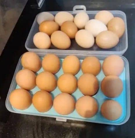 Desi Eggs / Organic Un-Fertile Eggs / دیسی انڈے | hens eggs for sale 3