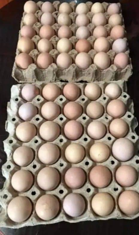 Desi Eggs / Organic Un-Fertile Eggs / دیسی انڈے | hens eggs for sale 5