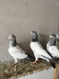 pwrwazi bachay best high flying baby pigeon