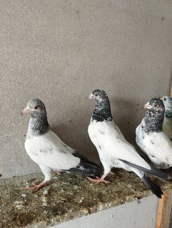 pwrwazi bachay best high flying baby pigeon 0