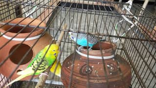 Budgies Parrot | budgies for sale | budgerigar