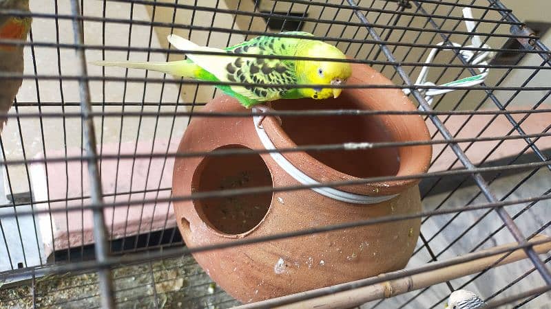 Budgies Parrot | budgies for sale | budgerigar 1