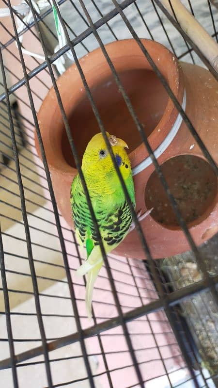 Budgies Parrot | budgies for sale | budgerigar 2