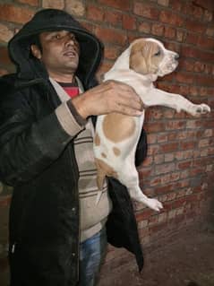 bully female puppies available for sale