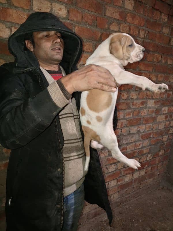 bully female puppies available for sale 1