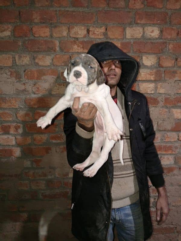 bully female puppies available for sale 2