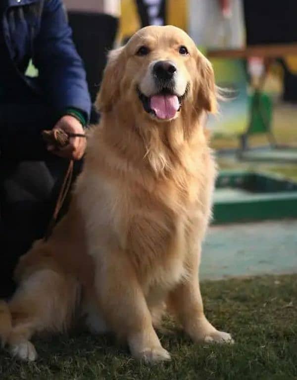 Golden Retriever Puppies 16