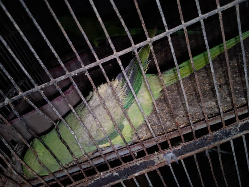 Ringneck Greenparrot katha female for sell 2