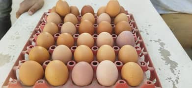 eggs for sale