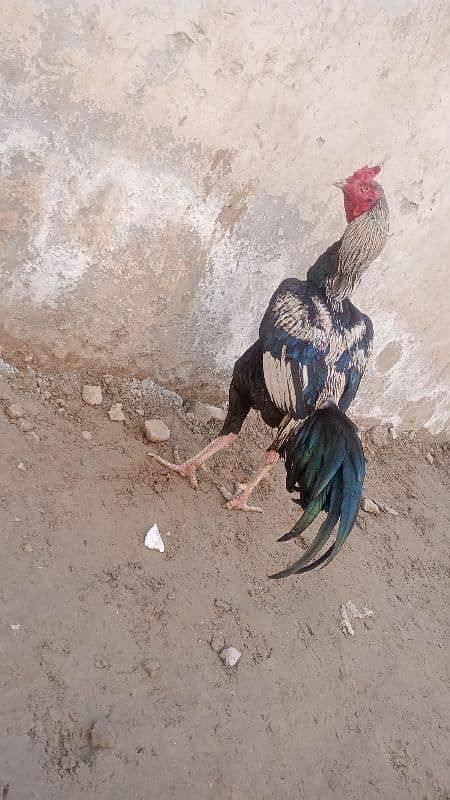 beautiful bird for sale long highted and long face full mzbot dbl hadi 0