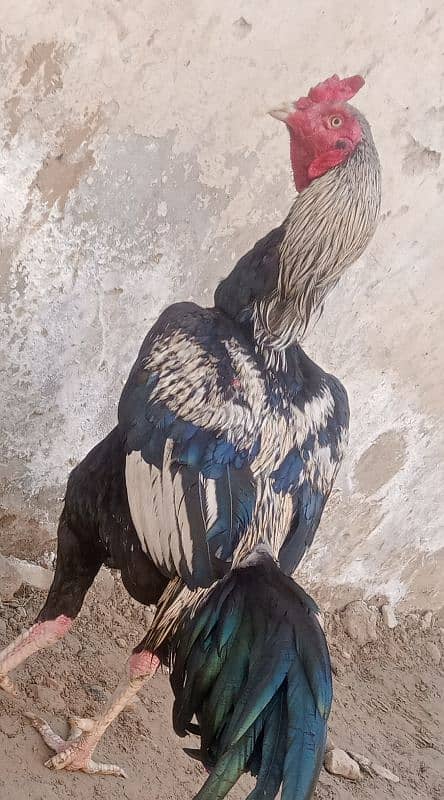 beautiful bird for sale long highted and long face full mzbot dbl hadi 1