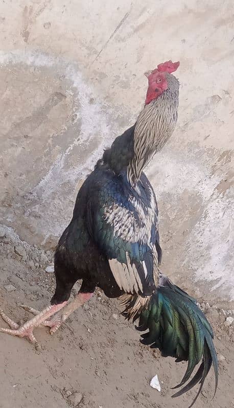 beautiful bird for sale long highted and long face full mzbot dbl hadi 2