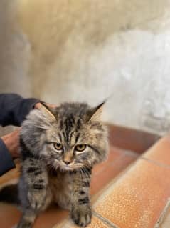 Persian Male Kitten