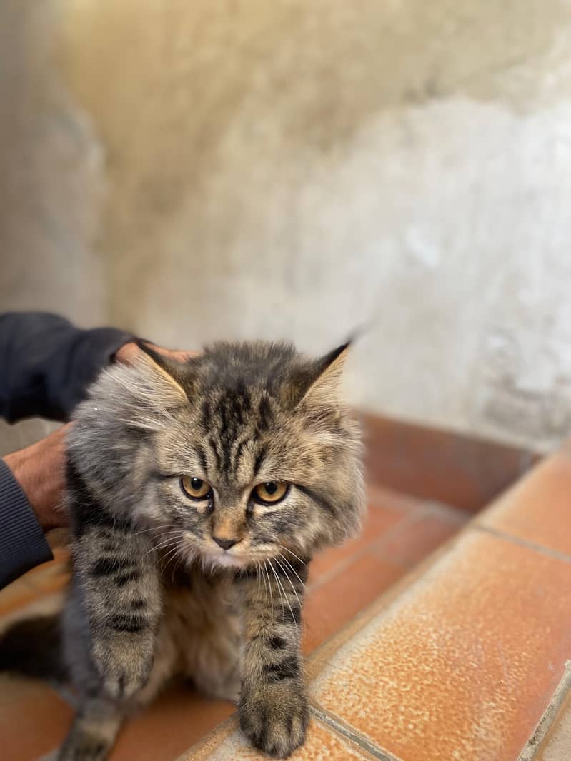 Persian Male Kitten 0