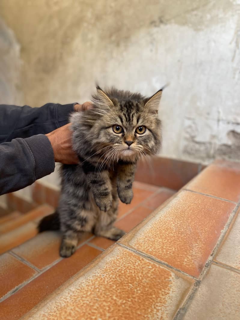 Persian Male Kitten 1