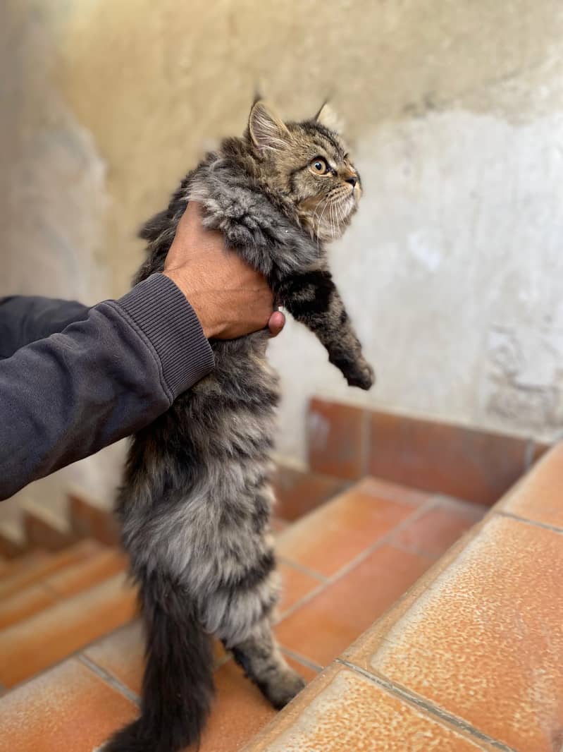 Persian Male Kitten 2