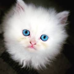 Pershion male blue eyes triple coat