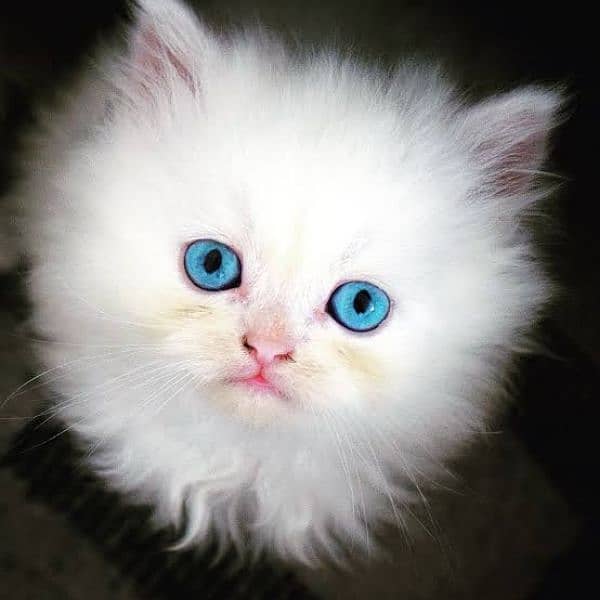 Pershion male blue eyes triple coat 0