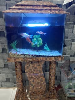 Fish Aquarium