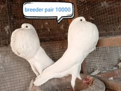 fancy pigeon | kabutar| Jacobin|  frillback saddle | amarican fantail|