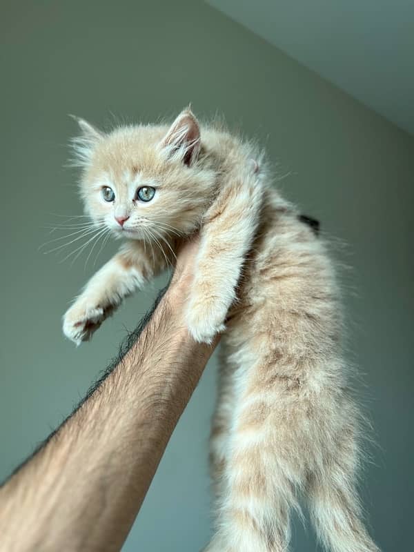 fawn colour persian kitten 1