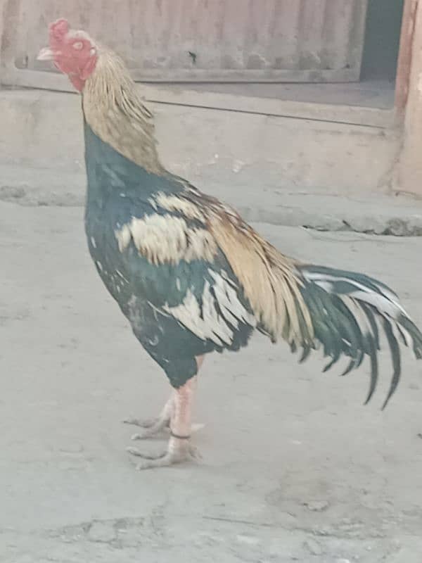 Aseel pair with chicks for sale 7