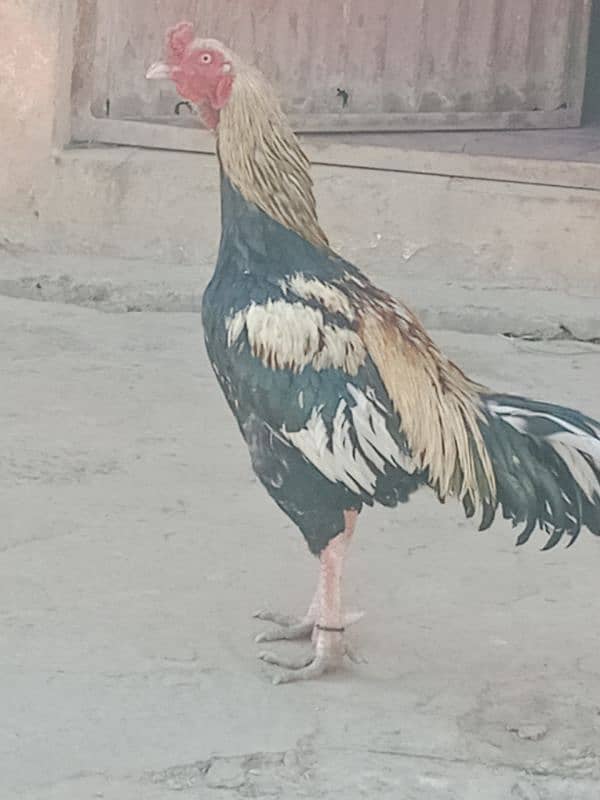 Aseel pair with chicks for sale 8