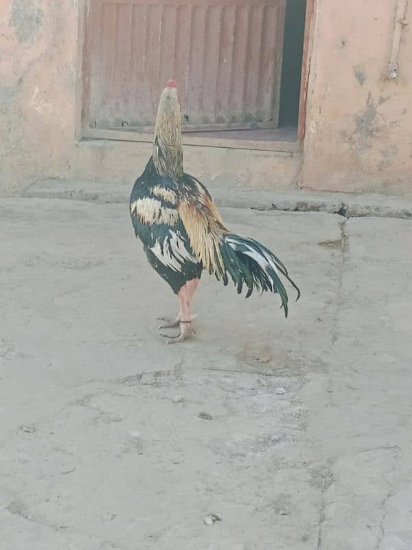 Aseel pair with chicks for sale 9