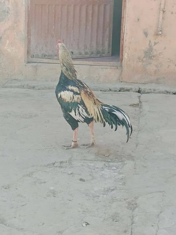 Aseel pair with chicks for sale 10