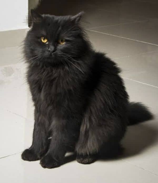 Black Persian cat 1