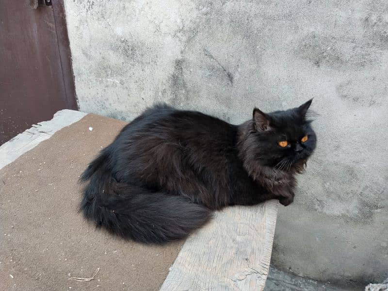 Black Persian cat 2