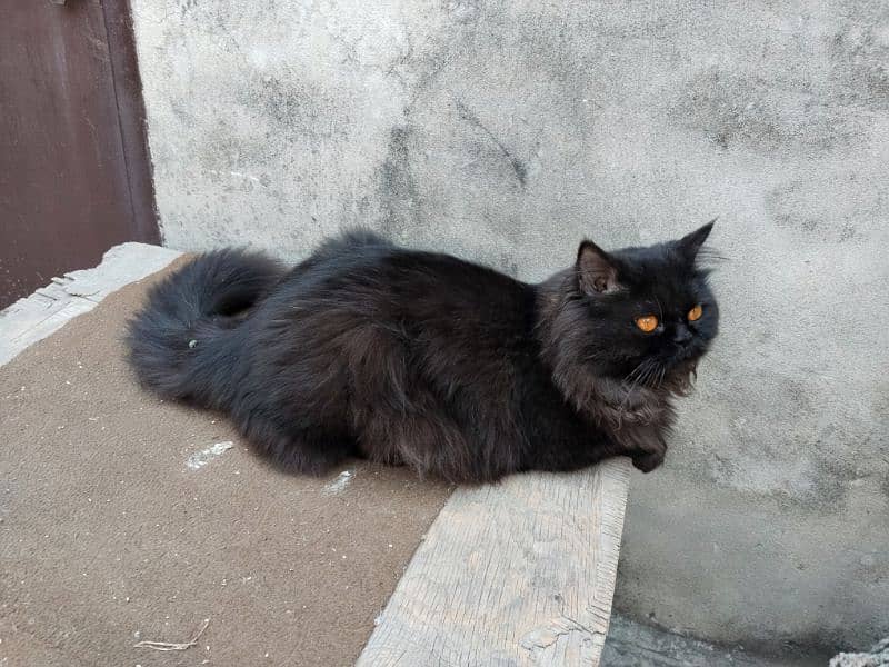 Black Persian cat 3