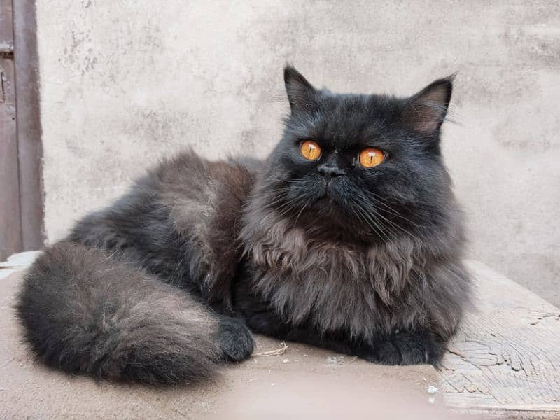 Black Persian cat 4