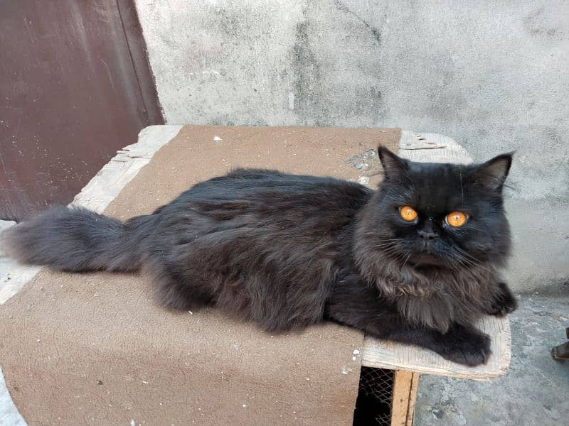 Black Persian cat 5