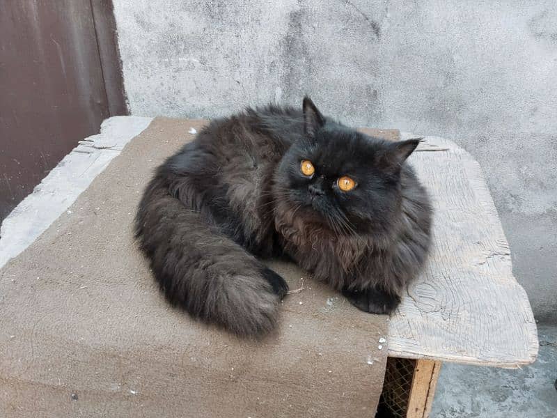 Black Persian cat 6