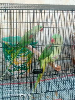 Raw Parrot Pair  3 year age. Wild Pair ((Contact 03417991407))