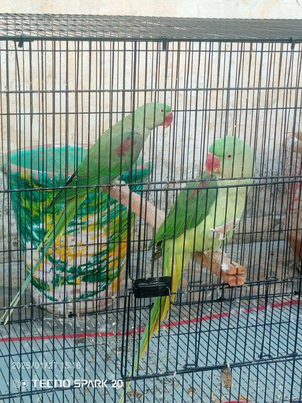 Raw Parrot Pair  3 year age. Wild Pair ((Contact 03417991407)) 0