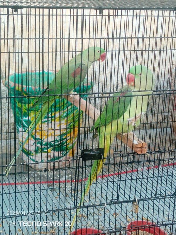 Raw Parrot Pair  3 year age. Wild Pair ((Contact 03417991407)) 1