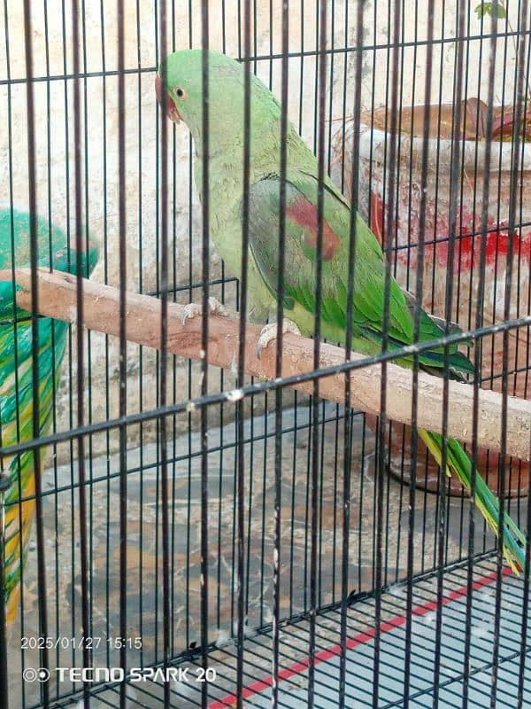 Raw Parrot Pair  3 year age. Wild Pair ((Contact 03417991407)) 2