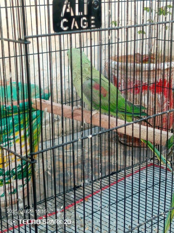 Raw Parrot Pair  3 year age. Wild Pair ((Contact 03417991407)) 3