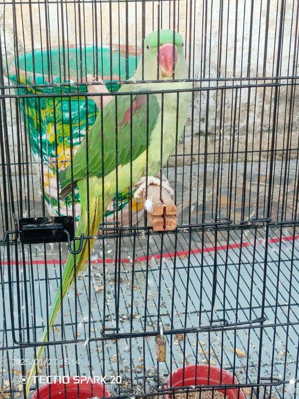 Raw Parrot Pair  3 year age. Wild Pair ((Contact 03417991407)) 4