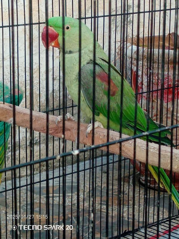 Raw Parrot Pair  3 year age. Wild Pair ((Contact 03417991407)) 5