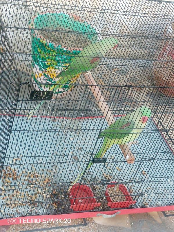 Raw Parrot Pair  3 year age. Wild Pair ((Contact 03417991407)) 6