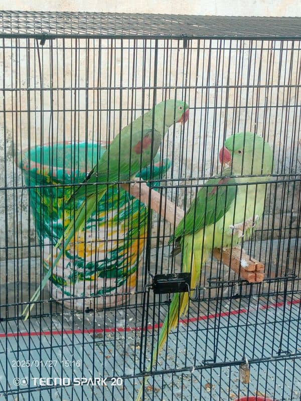 Raw Parrot Pair  3 year age. Wild Pair ((Contact 03417991407)) 7