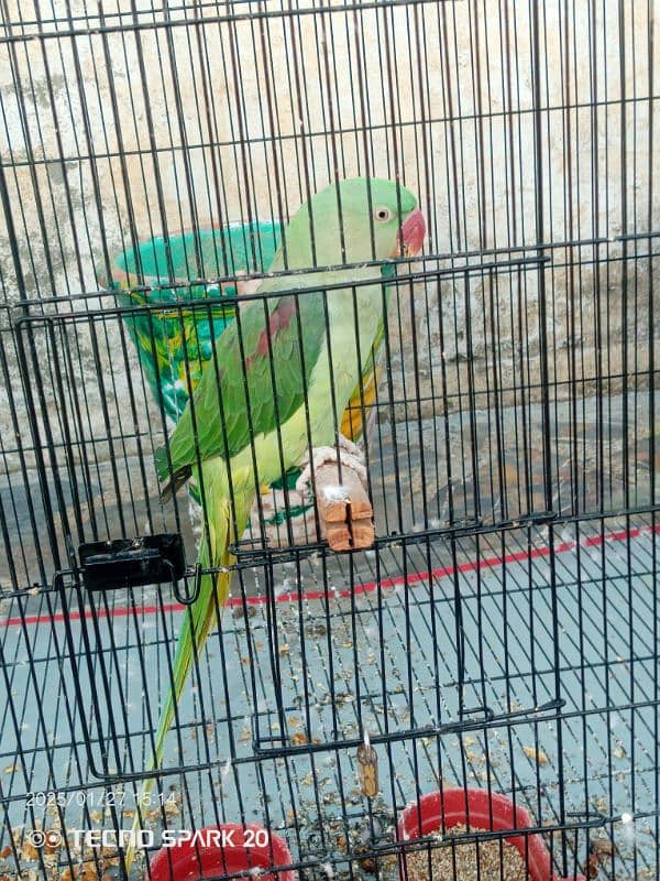 Raw Parrot Pair  3 year age. Wild Pair ((Contact 03417991407)) 8