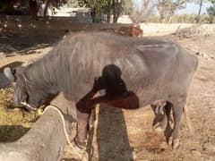 Buffalo for sale exchange b hu skti ha milk 5 KG