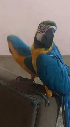 blue macaw parrot chips for sale 0336*14*38*647