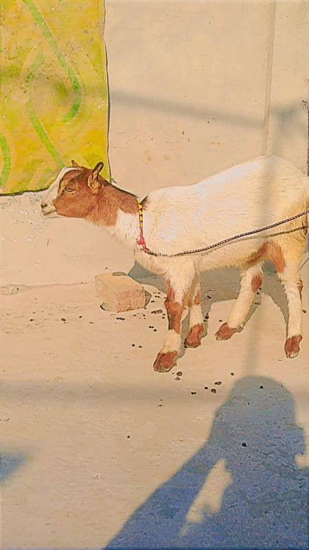 teddi bakri, teddi bachay, tedda bakra, barbari goat, kids, teda 1